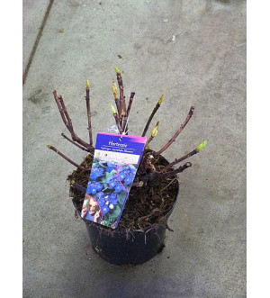 Hydrangea macr. 'Blaumeise' C 2,5 L